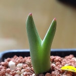 코노피튬 뿔빌로붐 움다우스(Conophytum bilobum) - 코노피튬(Conophytum)