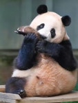 Pin page Pin by Beauty soogi on 바오네가족🐼 and 팬더 in 2024 | Animals beautiful, Cute cat, Animals