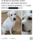잃어버린 반려견을 찾은 곳 Pin on 힙삐