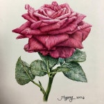 얼른 가을이 되어 예쁜 꽃 찍으러 가고 싶구나 수목원... go~ #보태니컬 #보태니컬아트 #botanical #장미 #rose… | Flower... 