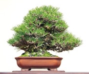 2014 88th Kokufu Bonsai Exhibition– Part 1 | 분재