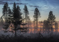 심미적인에 있는 옥사나님의 핀