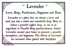 Lavender uses에 관한 상위 25개 이상의 Pinterest 아이디어 | 에센셜 오일 용도, Young living oils 및 아로마테라피