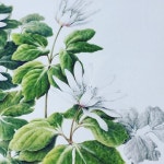 Pin page 꿩의바람꽃 #2017년 #한국식물화가협회정기전 #산야초#보타니컬아트#꽃그림 #botanicalartist #watercolorpencil... 