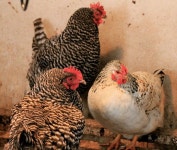 Chickens에 관한 13개의 최상의 Pinterest 이미지 | 뒷마당 닭, 닭장 및 농장 Chickens