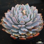 Pin by 엑스플랜트(xplant) on 다육식물류 Succulents in 2023