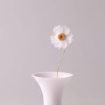Pin page 로단테 드라이플라워 화병 - Rhodanthe Dry Flower Vase