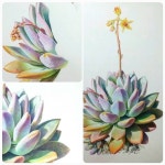오팔리나(다육이)Opalina- Watercolor pencil #보타니컬아트#수채색연필
