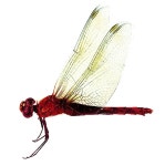 Name: 고추잠자리 (Gochu jamjari) Scientific name: Crocothemis servilia servilia (Drury) Distribution: Korea, China, Japan... 