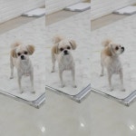 많이 좋아진 우리 쁘니  #광명#댕댕이#애견인#애견목욕#광명믹스견미용 미용 #믹스견얼컷#믹스견미... in 2020 | Americas got talent, Dogs, Animals