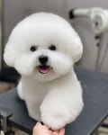 Pin page いいね！1,506件、コメント18件 ― 뽀순🤍뽀대... 2016)のInstagramアカウント: 「뽀순🤍뽀대 뽀뽀네 뽀대시끼🦭... 