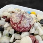 부르게리(분채배송)-A1256(Conophytum burgeri) - 코노피튬(Conophytum)