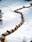 Animals에 관한 26개의 최상의 Pinterest 이미지 | 농장 동물, 웃긴 동물 및 염소 Animals