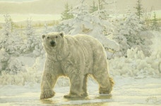 Greg Beecham | OIL | Ol Scarface(이미지 포함) | 북극곰