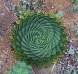 Geometry-aloe-polyphylla.jpg (600×565) | 다육 식물, 다즙식물 정원, 식물