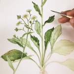 수채화 illustrator에 있는 핀
