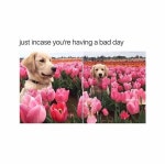 @DOG “A dog is the only thing on earth that loves you more... #dog ,#dogslover , #funnydog #dog #loved… | 동물