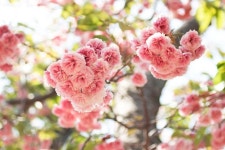 부산 민주공원 왕겹벚꽃길. 다 떨어진 왕겹벚꽃을 붙들고 . | Flowers, Plants, Rose