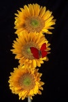 Three Sunflowers With Red Butterfly(이미지 포함) | 해바라기 그림, 해바라기, 꽃