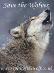 wolves | 늑대 하울링