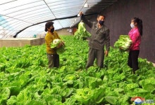 공화국의 량강도 삼지연시 남새온실농장에 흐뭇한 남새작황이 펼쳐졌다 | Lettuce, Vegetables, Grapes
