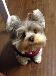 pets에 관한 19개의 최상의 Pinterest 이미지 pets