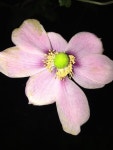 Pin de 풀꽃세상 em 들꽃 | Desenhos de flores, Flores