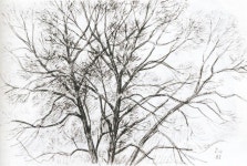 Дементий Алексеевич Шмаринов (1907-1999гг). Деревья. | 풍경화, 색연필