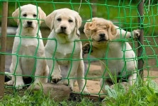 dogs에 관한 301개의 최상의 Pinterest 이미지 | 강아지, 저먼 셰퍼드 개 및 애완동물 dogs