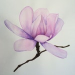 My work. Manolya, magnolia | 수채화