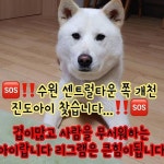 @Regrann from @mongsil_mom_0401  Reposted from @kjddok_kakaotalk  수원 센트럴타운 개천쪽 진도아이...  @Regrann from... 