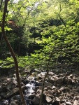 Forest 숲 | Plants, Garden