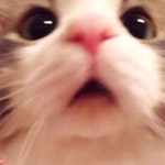 ㅊ에 있는 린레연님의 핀 | 귀여운 동물, 동물, 고양이