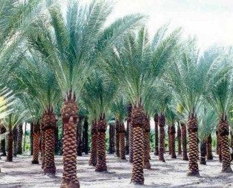 Palm Trees | 종려 나무