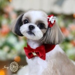 Fantasia 환타지아 - 쥬니벨 JunyBell