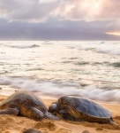 turtle 거북에 있는 필원 김님의 핀 | 거북