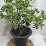 만리향대분(Pittosporum tobira) - 공기정화식물(air purifying plants)