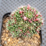슈퍼노바(Mammillaria Painteri Monstruosa) - 선인장(Cactus)