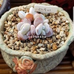 다육이에 있는 김은주님의 핀 | 화분