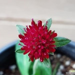 루비솔채 - 야생화(Wild Flower)