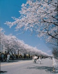 여의서로의 봄꽃 | Cherry blossom, Street view, Japan