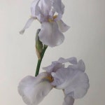 Blooms | 애니메이션
