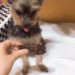 자기 팔보다 두꺼운 간식 #씹고뜯고맛보고즐기고 #댕댕이 #간식 #개스타그램 #개 #둘리 #귀여워 #dog #dogstargram  자기 팔보다 두꺼운... 