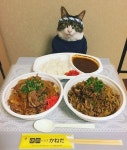 「ネコ」おしゃれまとめの人気アイデア｜Pinterest｜재희 서 | 猫, にゃんこ, 面白い猫
