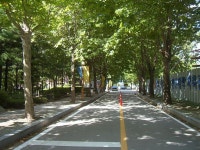 SUC43433.jpg 플라타너스 Platanus | 자연, 화실