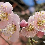 고불매 0123-9-연분홍매화-묵은주-동일상품배송 - 분재(Bonsai)