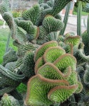 Cylindropuntia cristata | 다육 식물, 원예, 자연