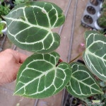 [성심꽃농원] 크리스탈 안스리움_소형_389 - 공기정화식물(air purifying plants)