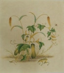 민화 기초반 수업안내 입니다. 전통민화 수업으로 재료는 분채와 봉채를 사용합니다. 순지를 사용하며 아교포수 후에 분채와 봉채로 채색... 