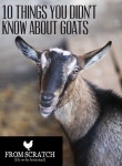 GOATS에 관한 68개의 최상의 Pinterest 이미지 | 염소, 농장 동물 및 애완동물 GOATS